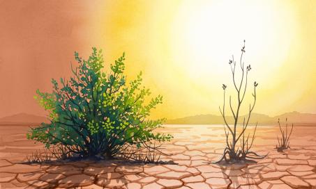 Logo for the 47th New Phytologist Symposium, two plants sit on an arid landscape with a hot sun overhead. One plant is green and alive, and the other is withered and dying.
