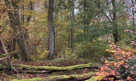 a mature forest with a variety of trees, some fallen logs and brush. Some of the leaves are starting to turn.