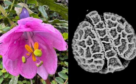 Flower and digitised pollen of Passiflora cumbalensis