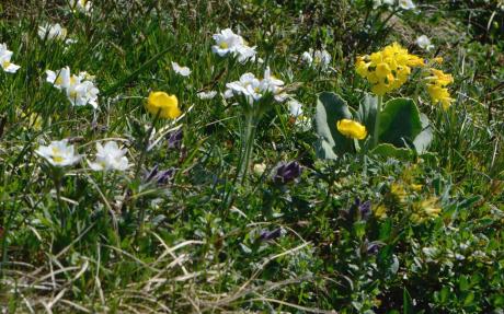 Photograph of alpine plants blooming in an alpine meadow.